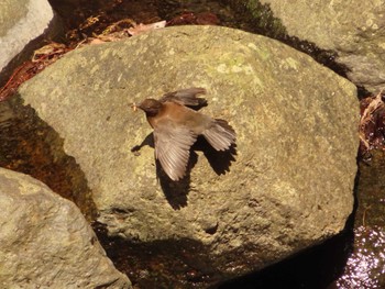 2023年4月1日(土) 日向渓谷の野鳥観察記録