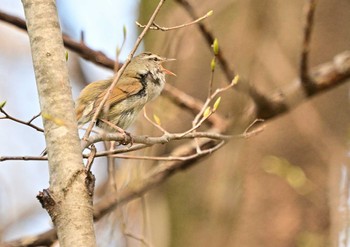 2023年4月1日(土) 矢木羽湖の野鳥観察記録