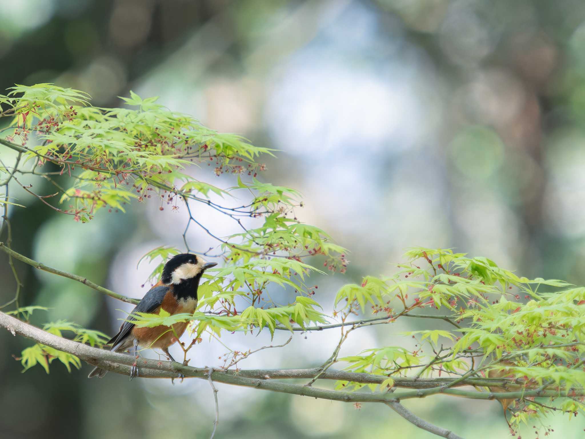 Photo of Varied Tit at 風頭山(長崎市) by ここは長崎