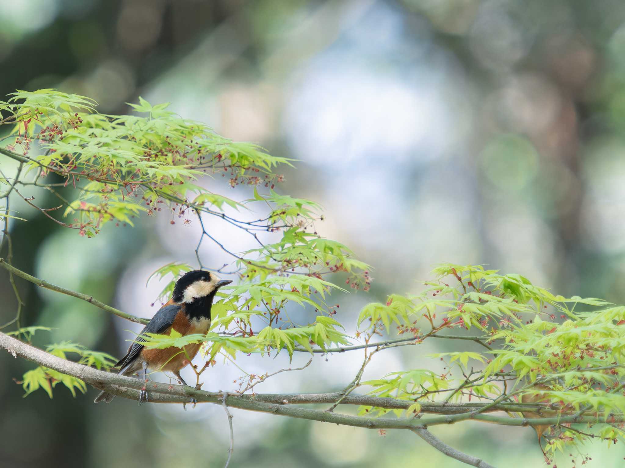 Varied Tit