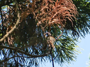 2018年5月20日(日) 森戸川源流の野鳥観察記録