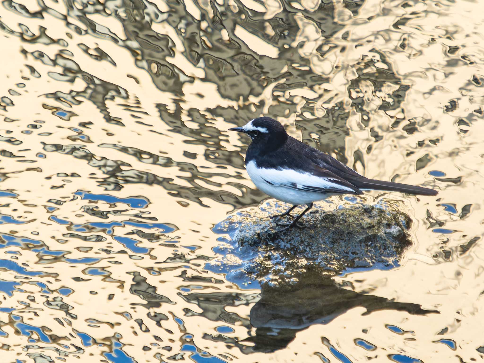 Photo of Japanese Wagtail at 中島川 石橋群周辺(長崎市) by ここは長崎