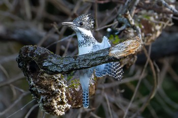 Crested Kingfisher 平成榛原子供のもり公園 Sat, 4/1/2023