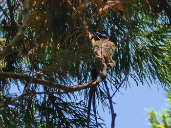 Black Paradise Flycatcher Moritogawa Sun, 5/20/2018