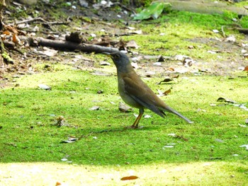 2023年4月1日(土) 光が丘公園の野鳥観察記録