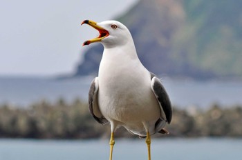 ウミネコ 八丈島 2023年3月31日(金)