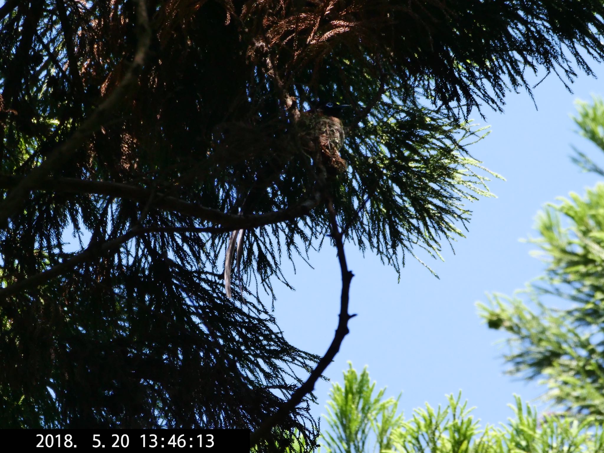 Black Paradise Flycatcher