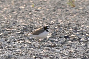 Little Ringed Plover 岐阜県羽島市 Thu, 5/17/2018