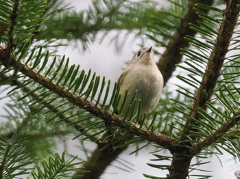 2023年4月1日(土) 野幌森林公園の野鳥観察記録