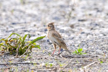 ヒバリ 岐阜県羽島市 2018年5月17日(木)