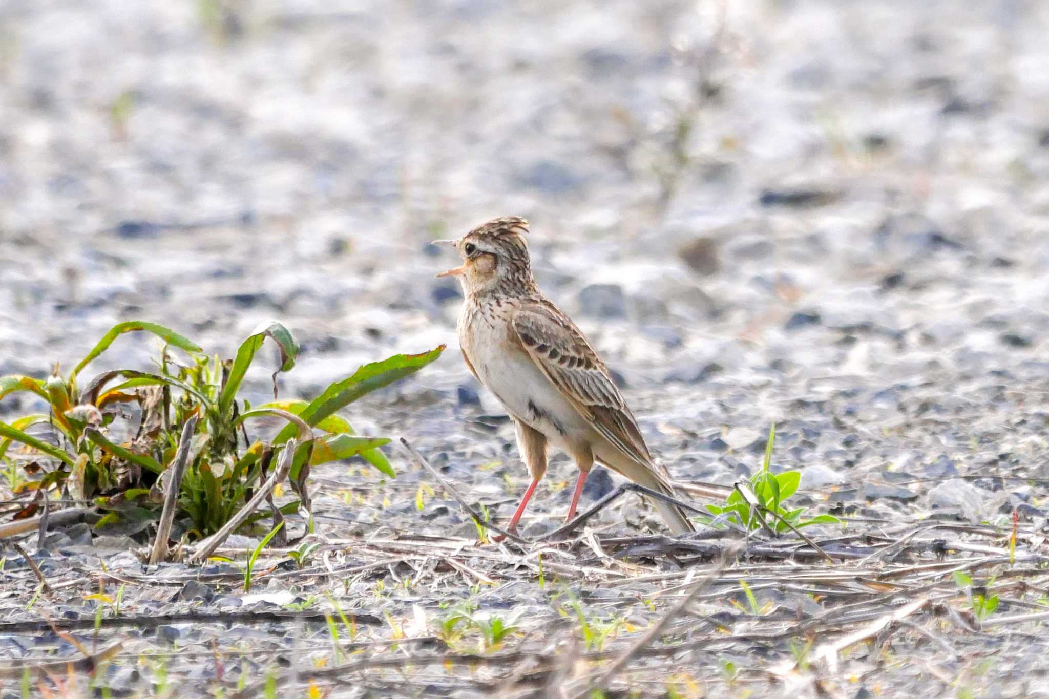 岐阜県羽島市 ヒバリの写真 by  Lapolapola Birds