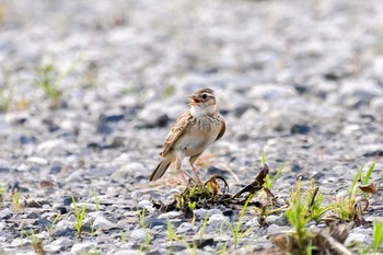 ヒバリ 岐阜県羽島市 2018年5月17日(木)