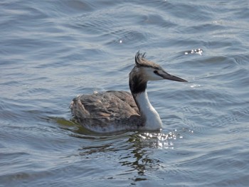 Great Crested Grebe 習志野親水護岸 Sat, 4/1/2023