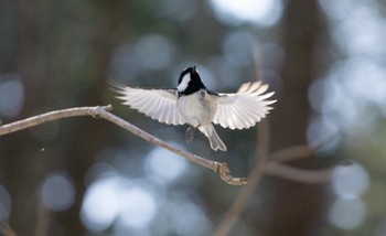 ヒガラ ポロト湖(ポロトの森) 2023年3月21日(火)