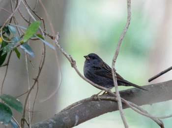 2023年4月1日(土) 風頭山(長崎市)の野鳥観察記録