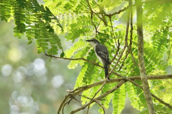 サンショウクイ クアラセランゴール自然公園 2023年3月6日(月)