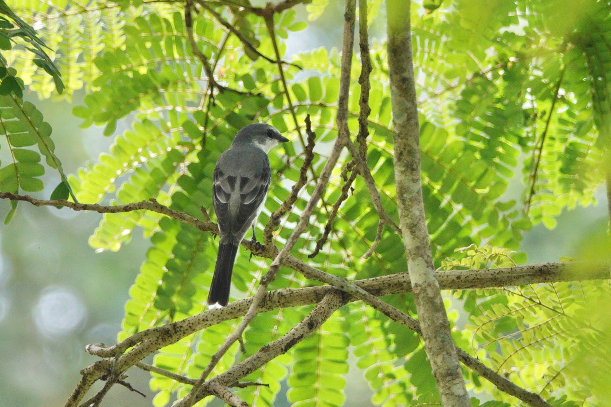 Ashy Minivet