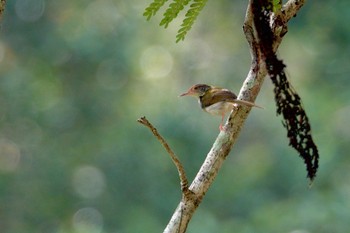 オナガサイホウチョウ クアラセランゴール自然公園 2023年3月6日(月)