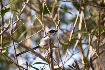 Long-tailed Tit 多摩川台公園 Sat, 4/1/2023