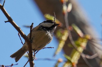 2023年4月1日(土) 南アルプス邑野鳥公園の野鳥観察記録