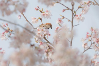 ニュウナイスズメ 川里中央公園 2023年3月31日(金)