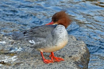 カワアイサ 青葉山公園 2023年4月1日(土)