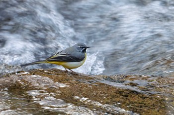 Grey Wagtail Unknown Spots Sat, 4/1/2023