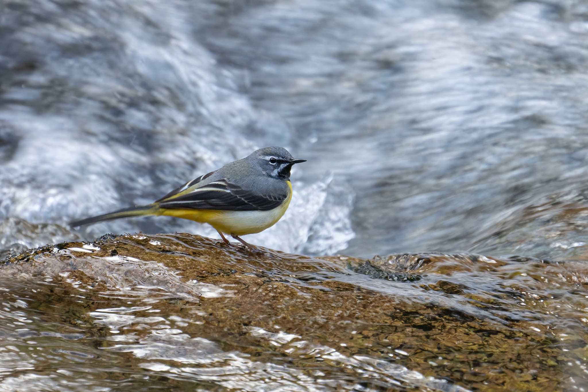 Photo of Grey Wagtail at  by My