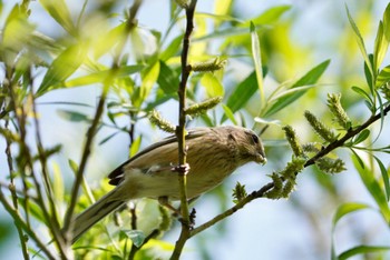 Siberian Long-tailed Rosefinch Mizumoto Park Sat, 4/1/2023