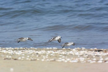 Sanderling 千代崎海岸(鈴鹿市) Sat, 4/1/2023