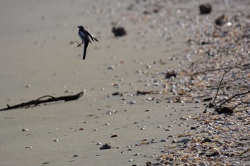 White Wagtail 千代崎海岸(鈴鹿市) Sat, 4/1/2023