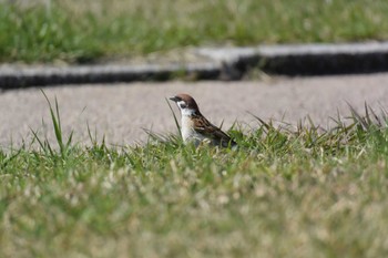 2023年4月1日(土) 千代崎海岸(鈴鹿市)の野鳥観察記録