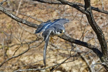 ハヤブサ 青葉山公園 2023年4月1日(土)