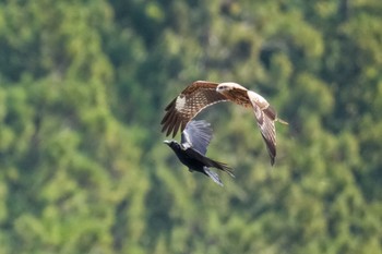 トビ 南アルプス邑野鳥公園 2023年4月1日(土)