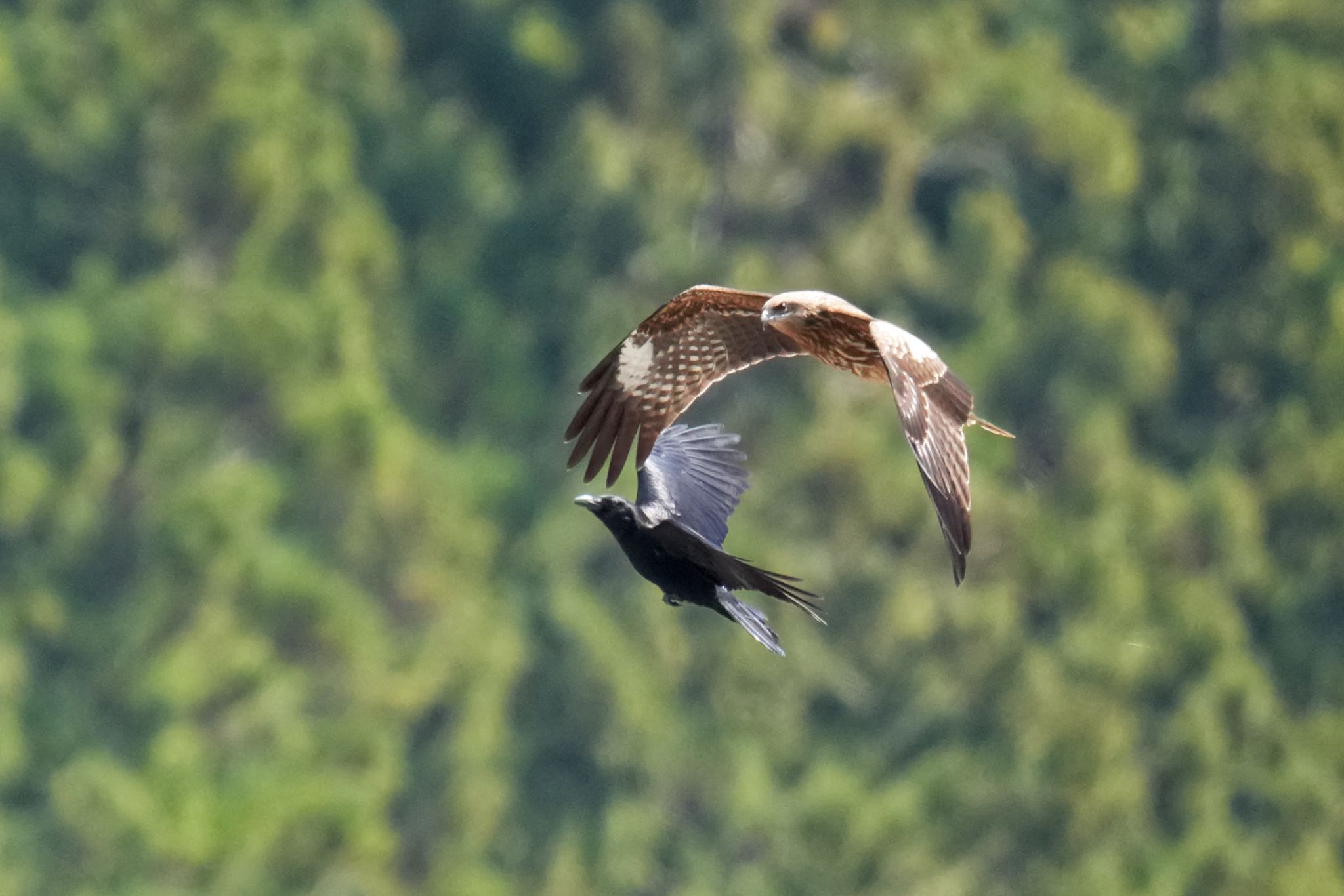 Black Kite