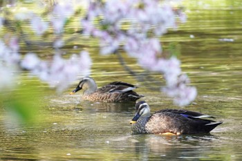 カルガモ 大阪府 2023年4月1日(土)