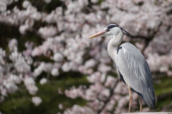 アオサギ 大阪府 2023年4月1日(土)