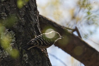 コゲラ 南アルプス邑野鳥公園 2023年4月1日(土)