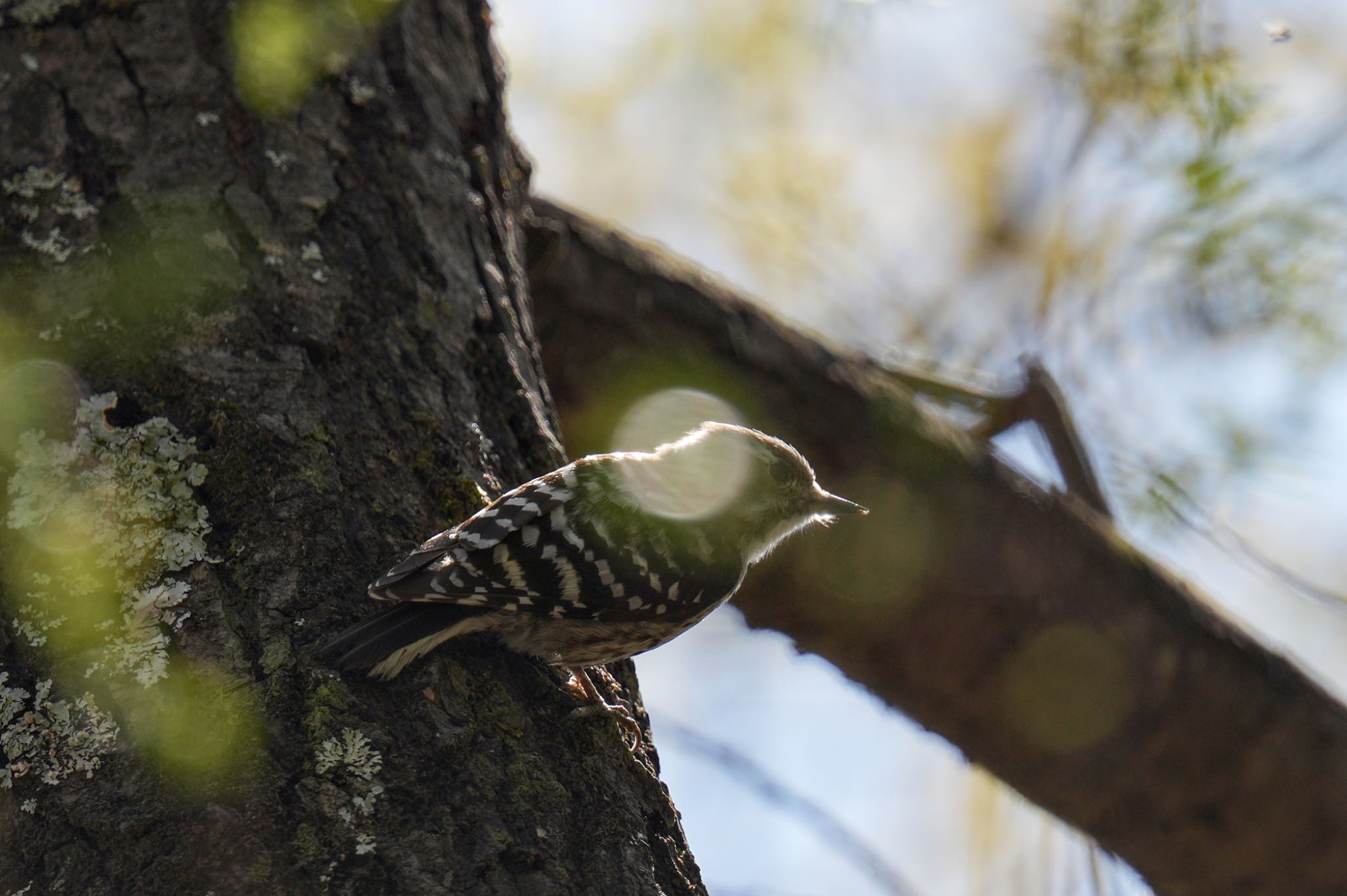 Japanese Pygmy Woodpecker