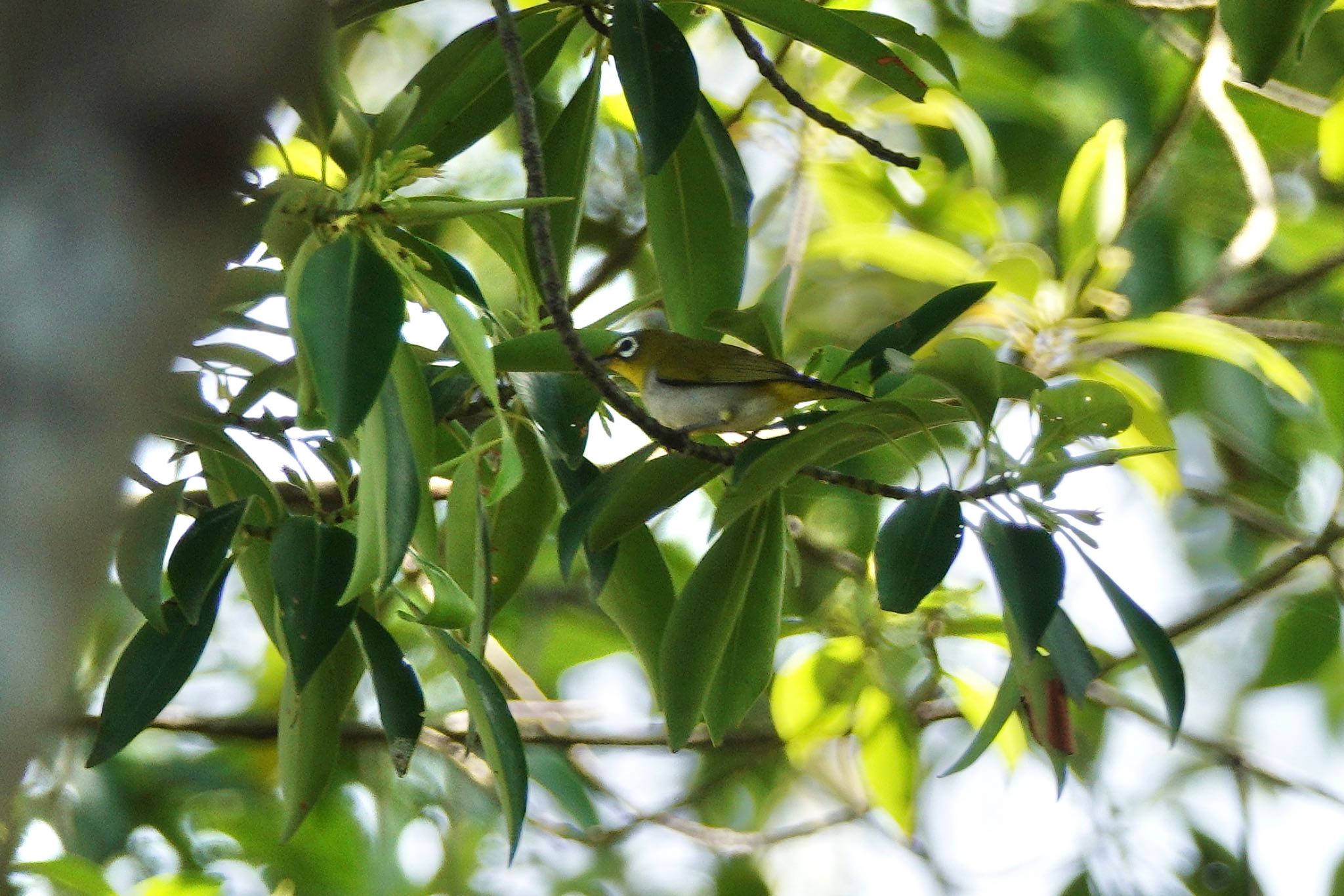 Swinhoe's White-eye