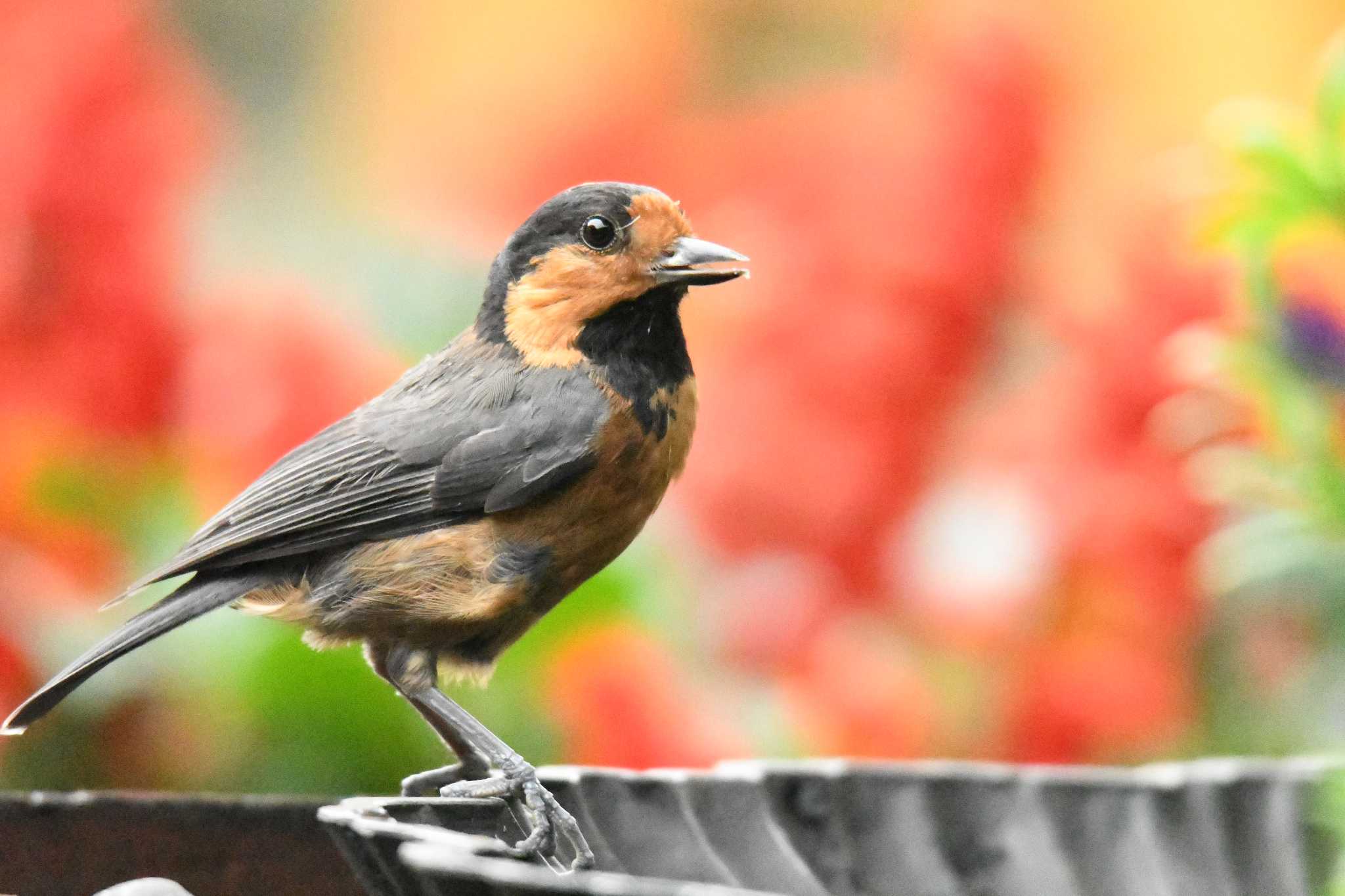 Photo of Owston's Tit at Miyakejima Island by あひる