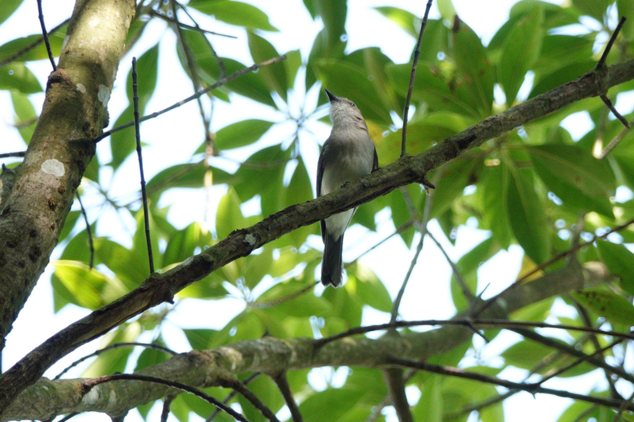 Mangrove Whistler