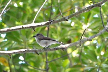 Mangrove Whistler Taman Alam Kuala Selangor Sun, 3/5/2023