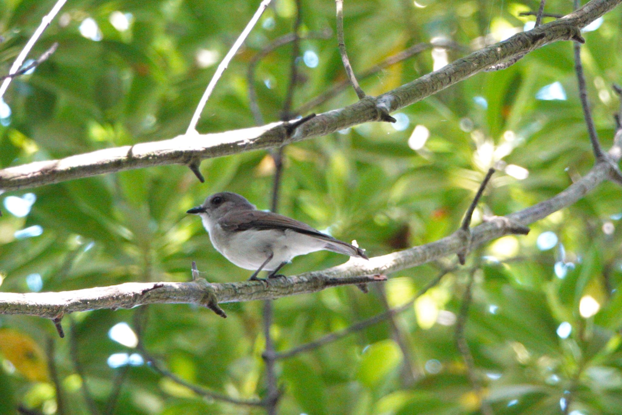 Mangrove Whistler