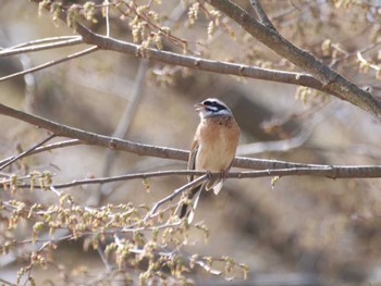 Meadow Bunting 秩父 Sat, 4/1/2023