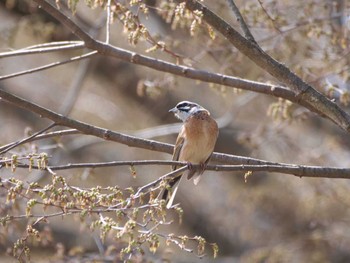 Meadow Bunting 秩父 Sat, 4/1/2023