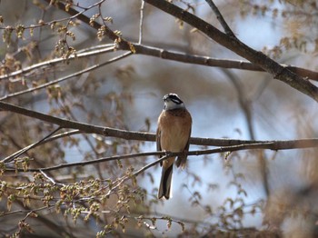 Meadow Bunting 秩父 Sat, 4/1/2023