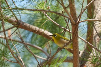 メジロ 南アルプス邑野鳥公園 2023年4月1日(土)