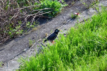 White-cheeked Starling 自宅裏の川 Sun, 4/2/2023