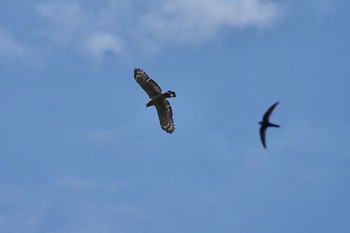 Crested Serpent Eagle Taman Alam Kuala Selangor Sun, 3/5/2023